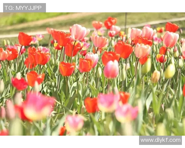 花花报点:探寻花卉世界的奥秘与美丽,带你领略自然的芬芳与色彩 花花报点:探寻花卉世界的奥秘与美丽,带你领略自然的芬芳与色彩